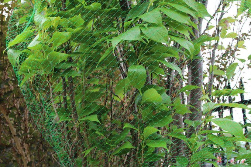 Ochranná síť proti ptákům 4x10m, 10g s kotvami