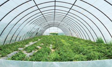 Vrtni plastenik: napravite oazu, čak i ako ste tek početnik