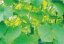 Plasa suport pentru plante cataratoare 1,8x5m Garden