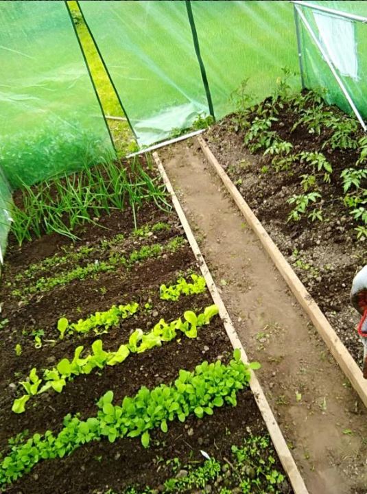 Vrtni plastenik 2,5x4m s UV filterom PREMIUM