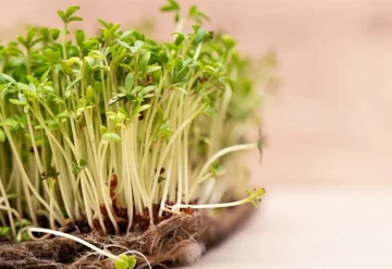 Ako pestovať žeruchu