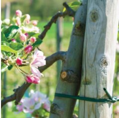 Fir de legat 5mm 50m