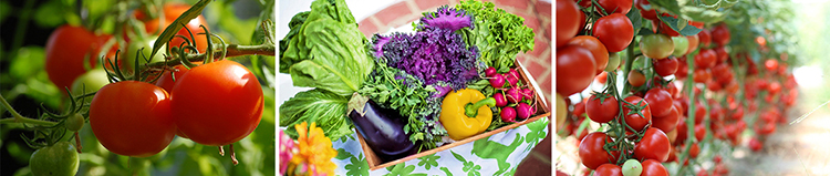 Kerti fóliaház/fóliasátor 2x3m UV filterrel PREMIUM