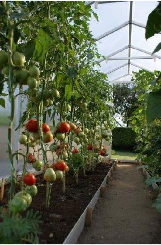 Gewächshaus aus Polycarbonat 210x405x191cm