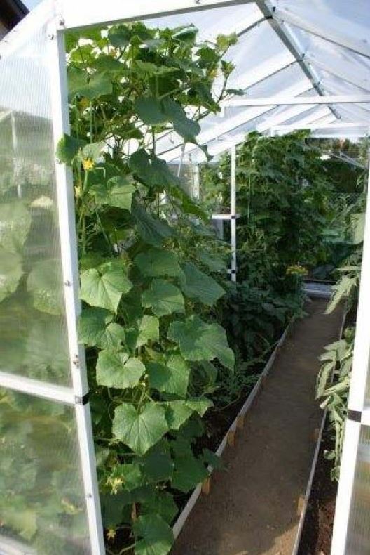 Gewächshaus aus Polycarbonat 210x405x191cm