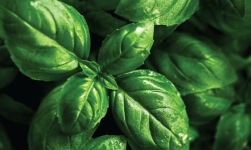 Ako pestovať bazalku?