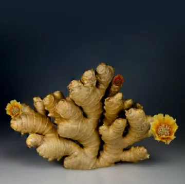 Cum să cultivi ghimbir