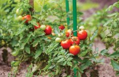 Podporna palica za rastljine 16mm 150cm GREENY