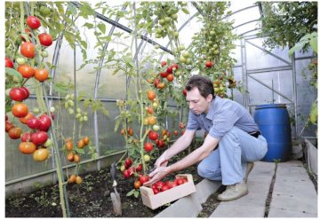 Când se pun răsadurile de roșii în solar: Sfaturi pentru obținerea unei culturi reușite