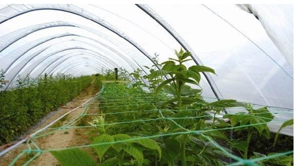 Stütznetz für Pflanzen 2x10m, grün