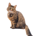 Mačke