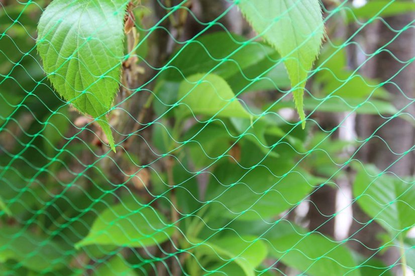 Ochranná síť proti ptákům 4x10m, 10g s kotvami