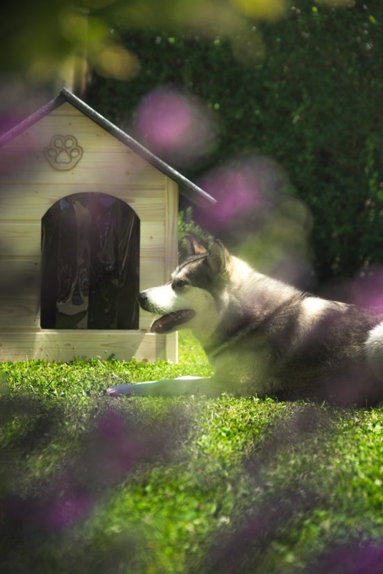 Hundehütte Ajša XL