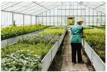 Tot ce trebuie să știi despre schimbul de folii pe sere și solarii de grădină