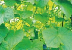 Plasa suport pentru plante cataratoare 1,8x2,7m Gradina