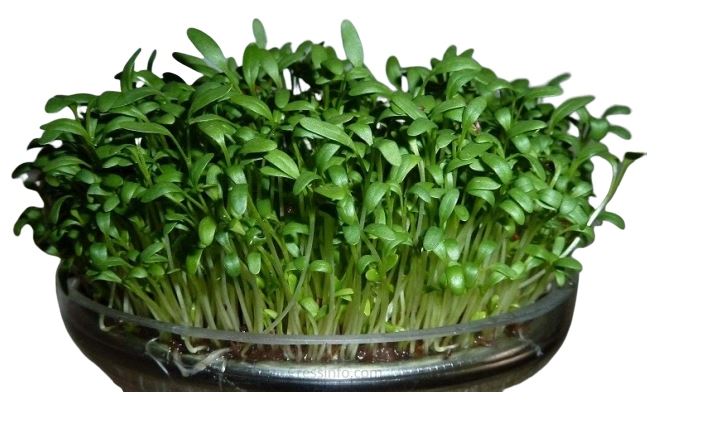 Kresse zur Keimung 5g Probe