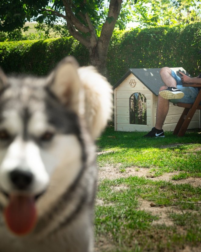 Hundehütte Ajša XL