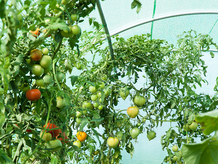 Garten-Foliengewächshaus 2,5x5m mit UV-Filter PREMIUM