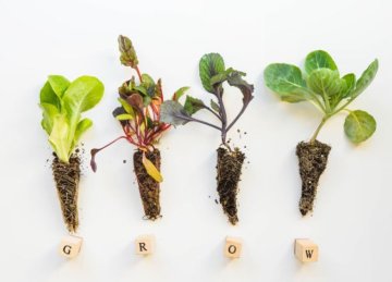 Care este temperatura ideală în sere și solarii și cum poți să o reglezi?