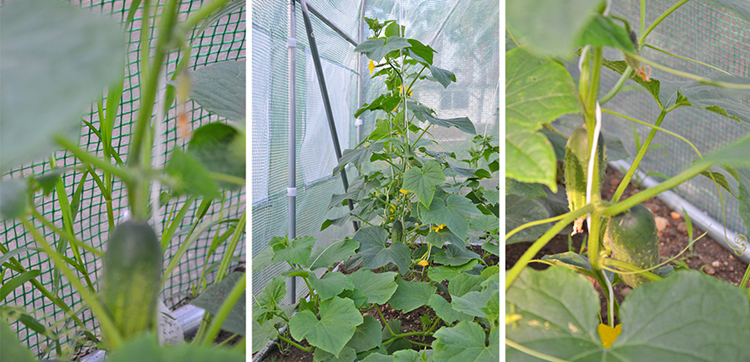 Garten Foliengewächshaus 3x10m mit UV-Filter