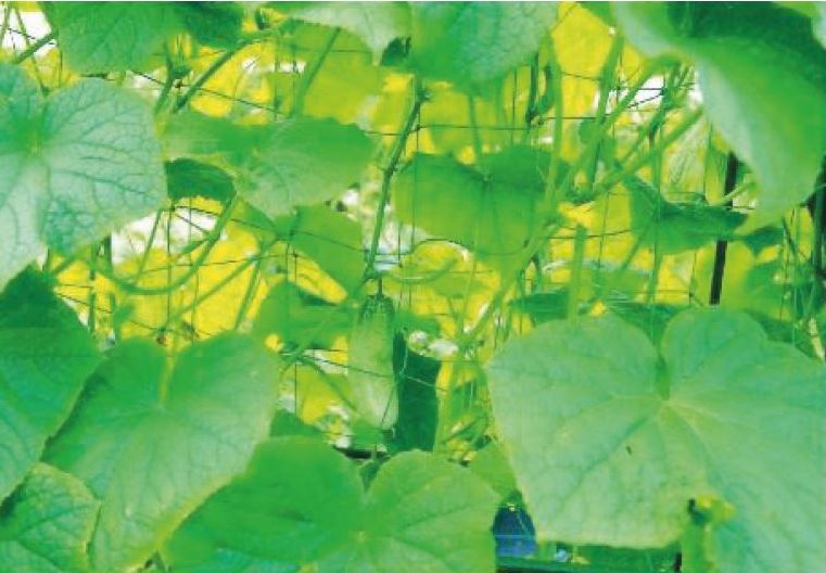 Növényfuttató háló 1,8x3,6m Garden