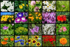 Wiesenblumensamen 100g