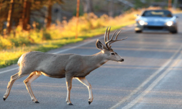 Plašička zveri na auto: Ako sa vyhnúť zrážke s divou zverou?