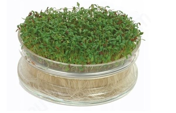 Kresse zur Keimung 5g Probe