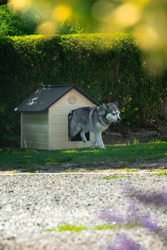 Hundehütte Ajša XL