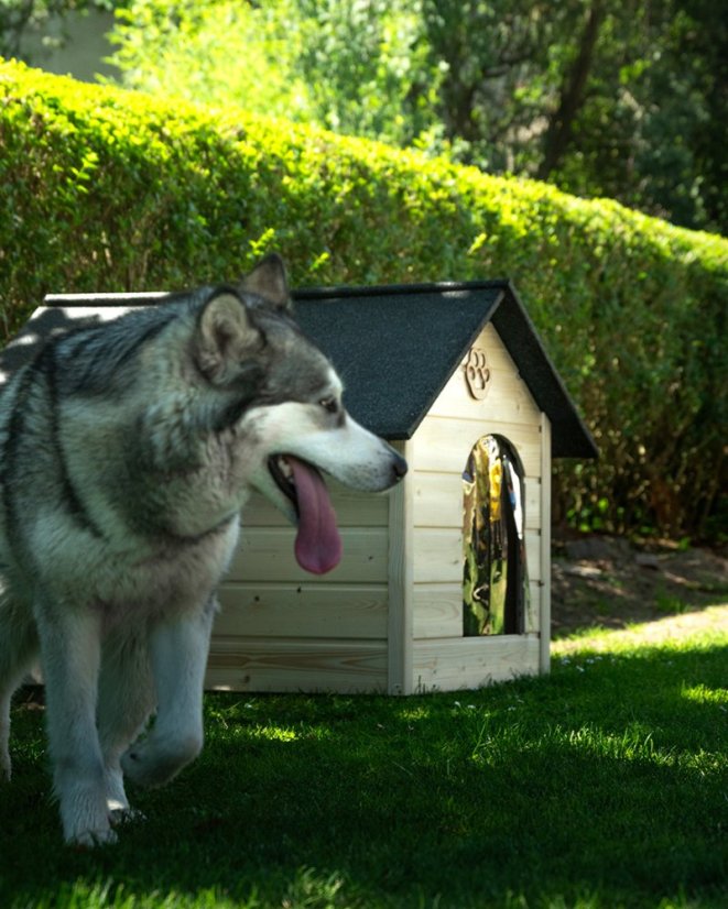 Hundehütte Eddy XL