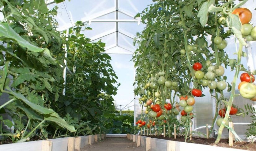 Gewächshaus aus Polycarbonat 210x405x191cm